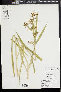 Scirpus lineatus image