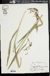 Scirpus lineatus image