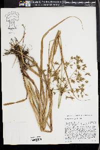 Scirpus microcarpus image