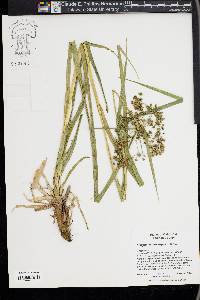 Scirpus microcarpus image