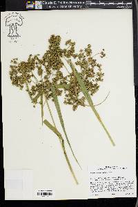 Scirpus microcarpus image