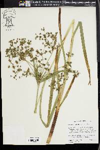 Scirpus microcarpus image