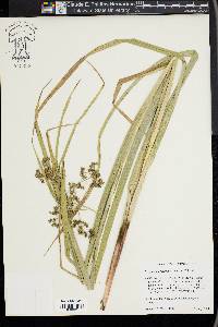 Scirpus microcarpus image