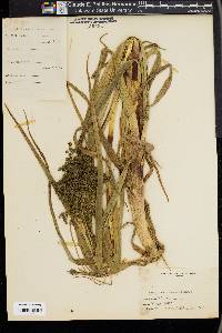 Scirpus microcarpus image