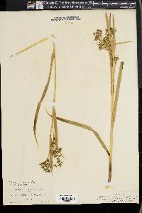 Scirpus microcarpus image