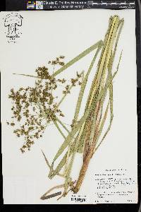 Scirpus microcarpus image