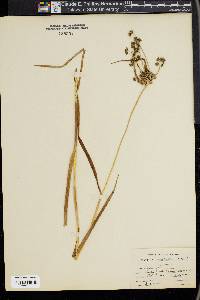 Scirpus microcarpus image