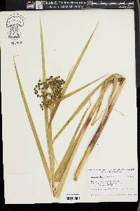 Scirpus microcarpus image