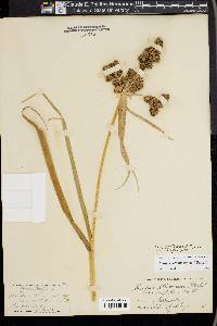 Scirpus pallidus image