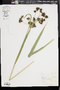 Scirpus pallidus image