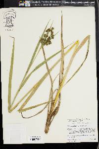 Scirpus pallidus image