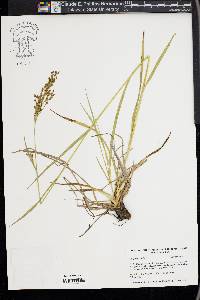 Scirpus pendulus image