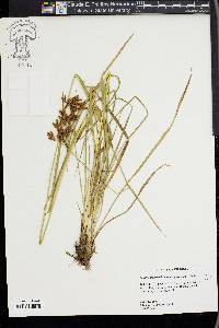 Scirpus pendulus image