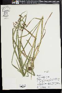 Scirpus polyphyllus image