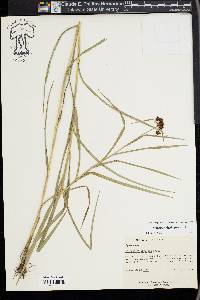 Scirpus polyphyllus image