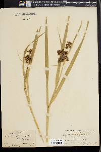 Scirpus polyphyllus image