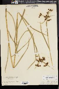 Scirpus polyphyllus image