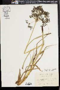 Scirpus radicans image