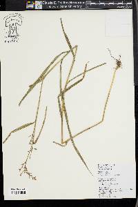 Image of Scleria biflora