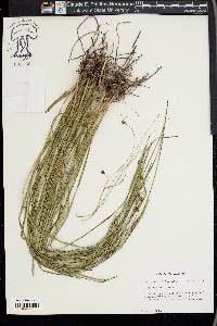 Scleria ciliata image