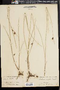 Scleria ciliata image