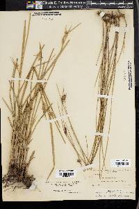 Scleria ciliata image