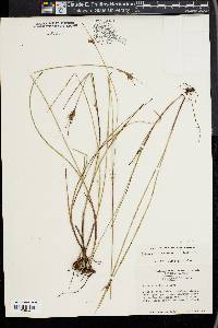 Scleria ciliata image