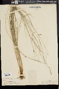 Scleria lithosperma image