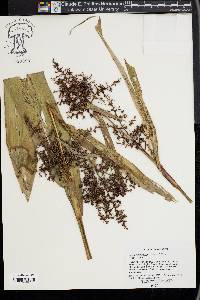 Scleria macrophylla image