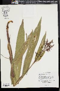 Scleria macrophylla image