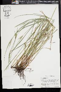 Scleria oligantha image