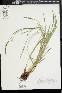 Scleria oligantha image