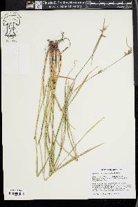 Scleria oligantha image