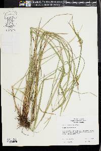 Scleria oligantha image