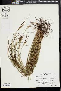 Scleria oligantha image