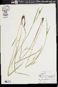 Scleria oligantha image