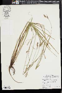 Scleria reticularis image