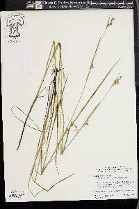 Scleria reticularis image