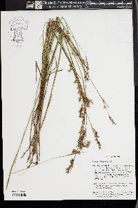 Scleria reticularis image