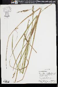 Scleria reticularis image