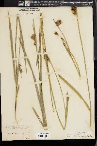 Scleria triglomerata image