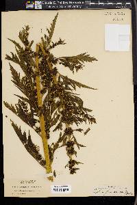 Datisca glomerata image