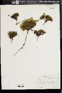 Diapensia lapponica image