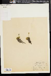 Diapensia lapponica image