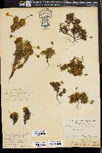 Diapensia lapponica image