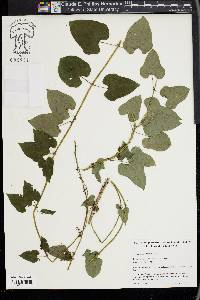 Dioscorea polystachya image