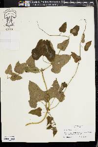 Dioscorea polystachya image