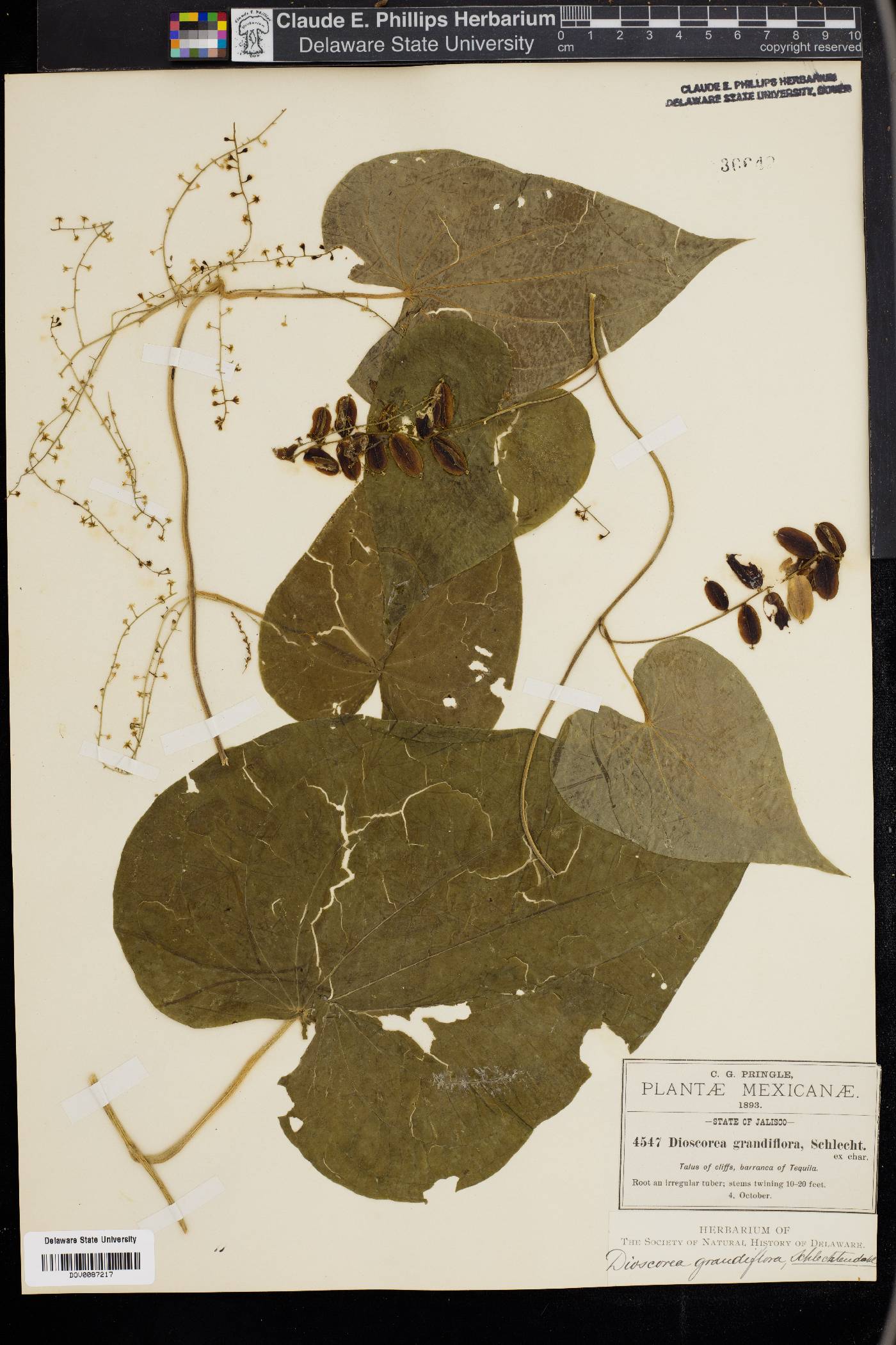 Dioscorea grandiflora image