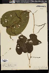 Dioscorea macrostachya image