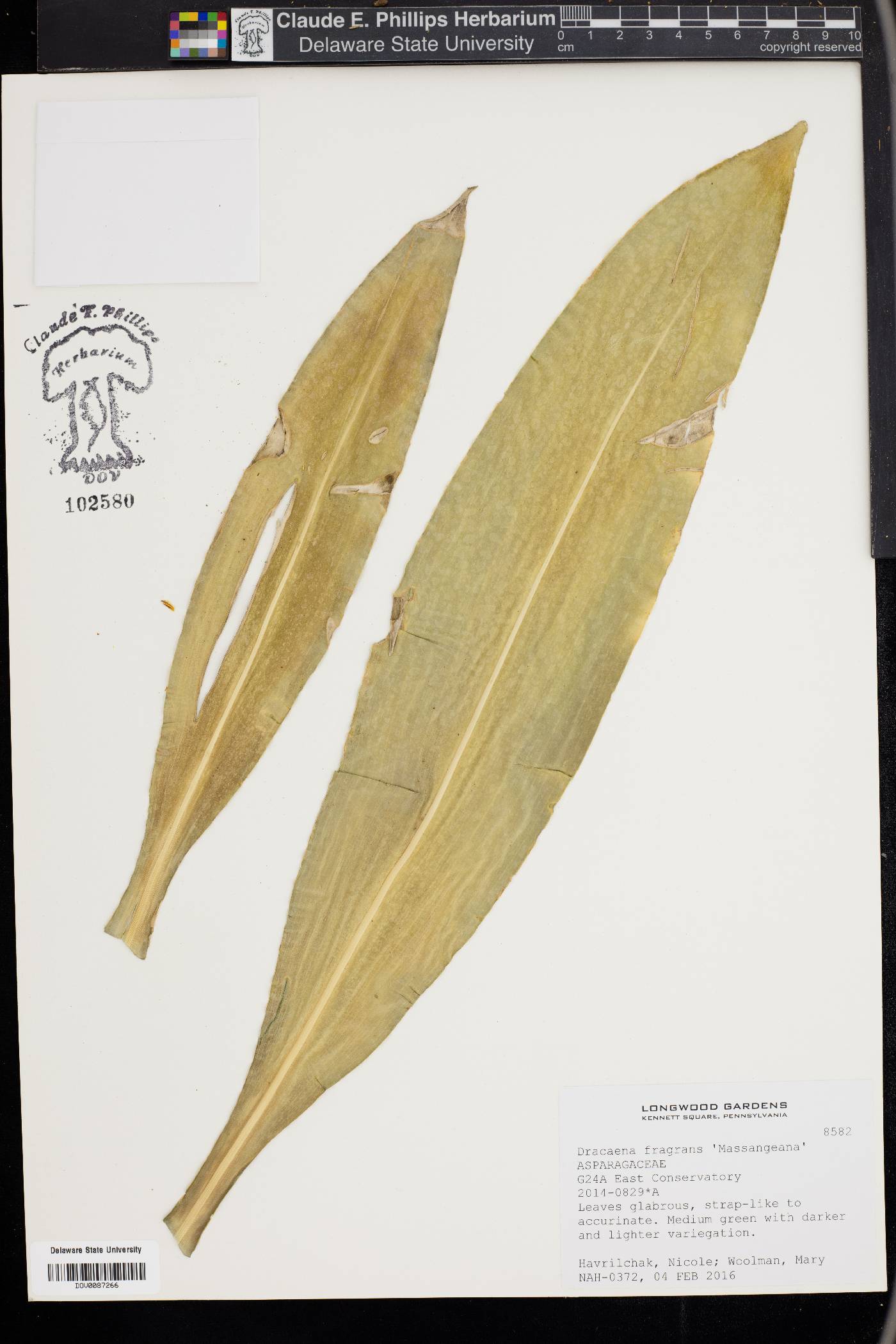 Dracaena fragrans image